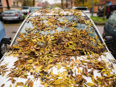 protect your car's windshield in fall season